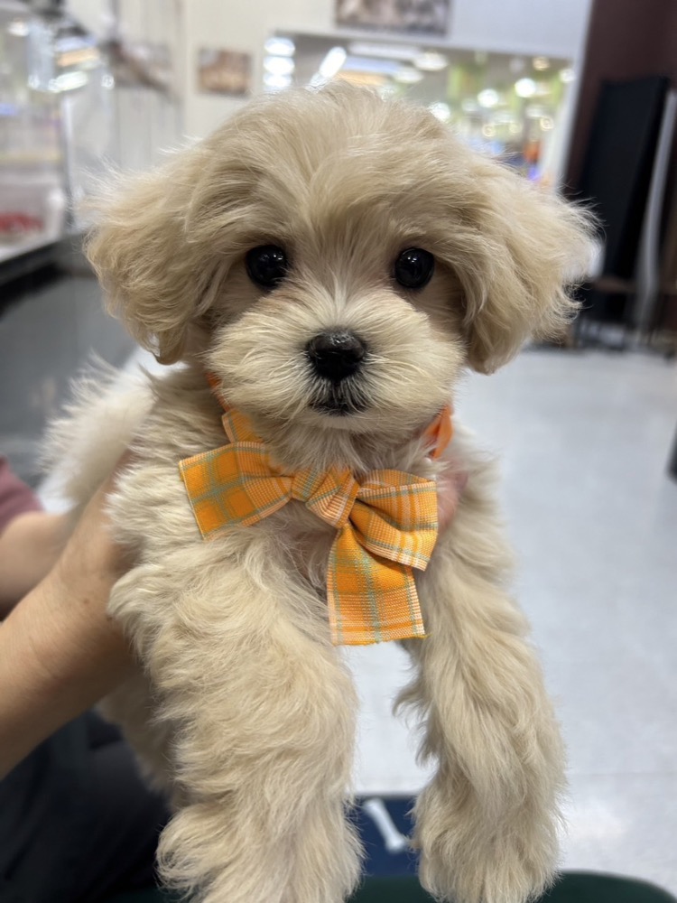 オレンジリボンの子犬