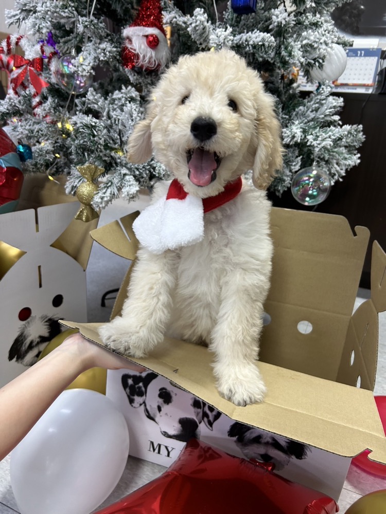 クリスマスの子犬
