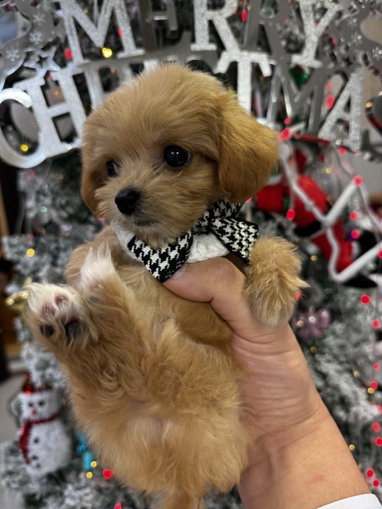クリスマスの子犬