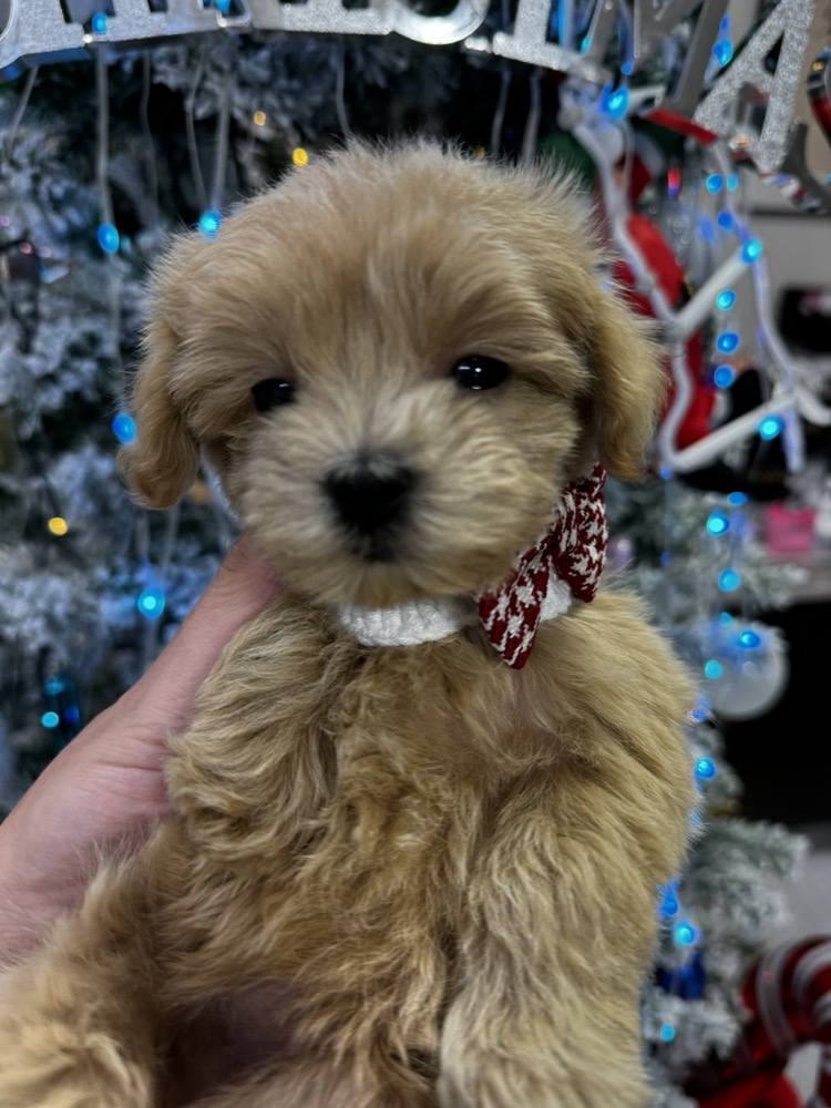 クリスマスの可愛い子犬