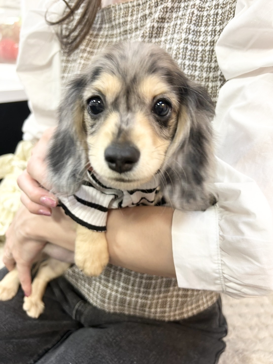 ワンちゃんの写真66
