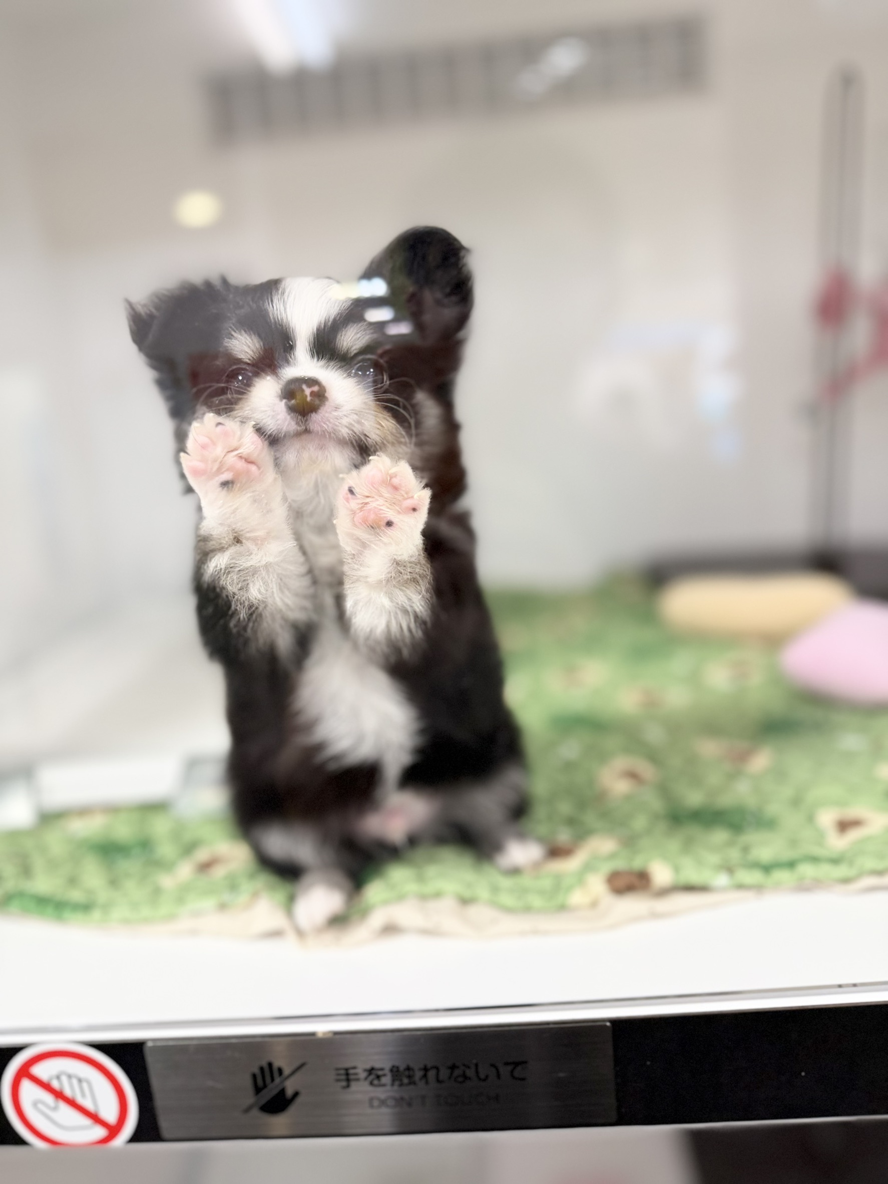 ワンちゃんの写真70