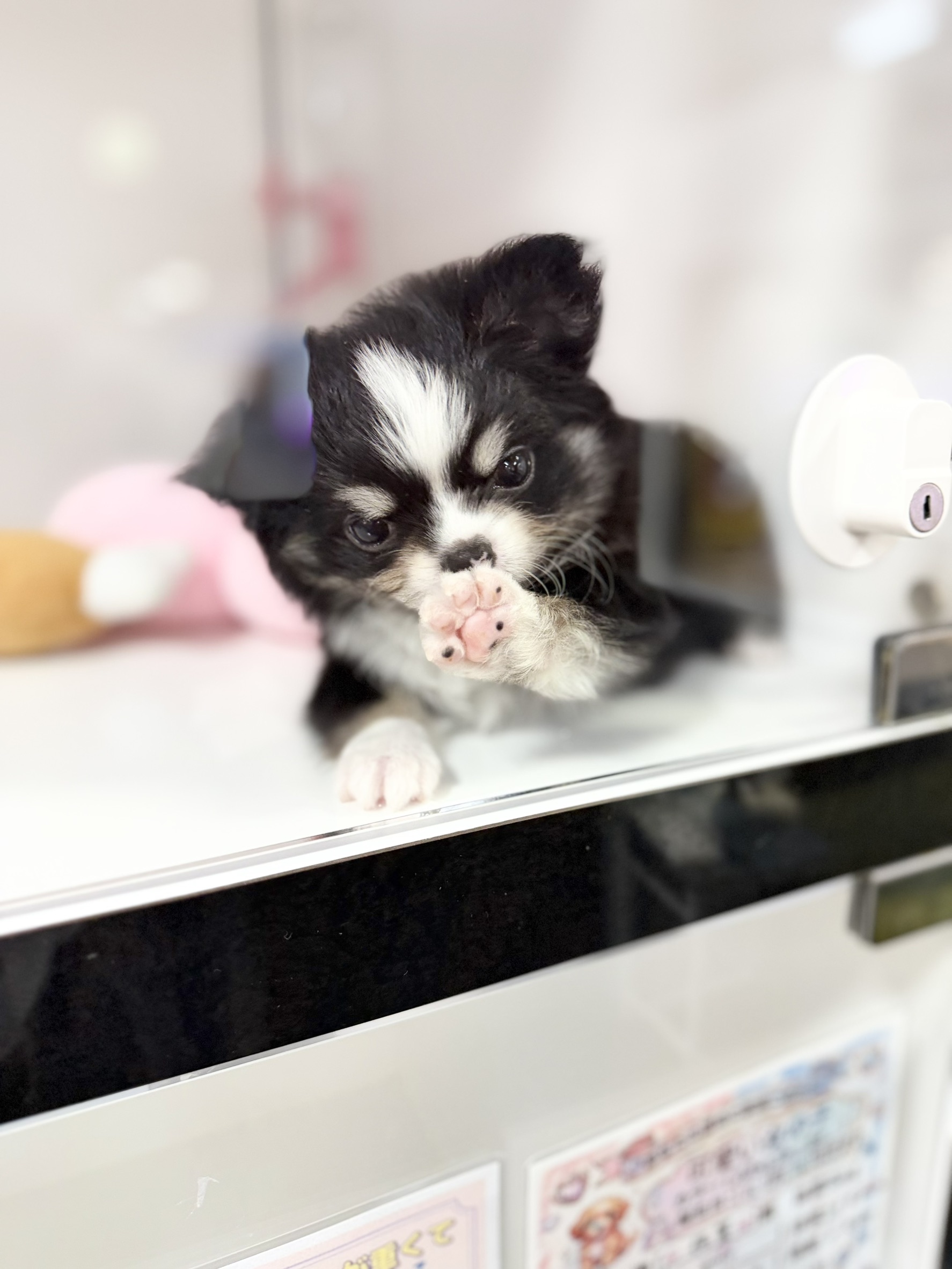 ワンちゃんの写真76