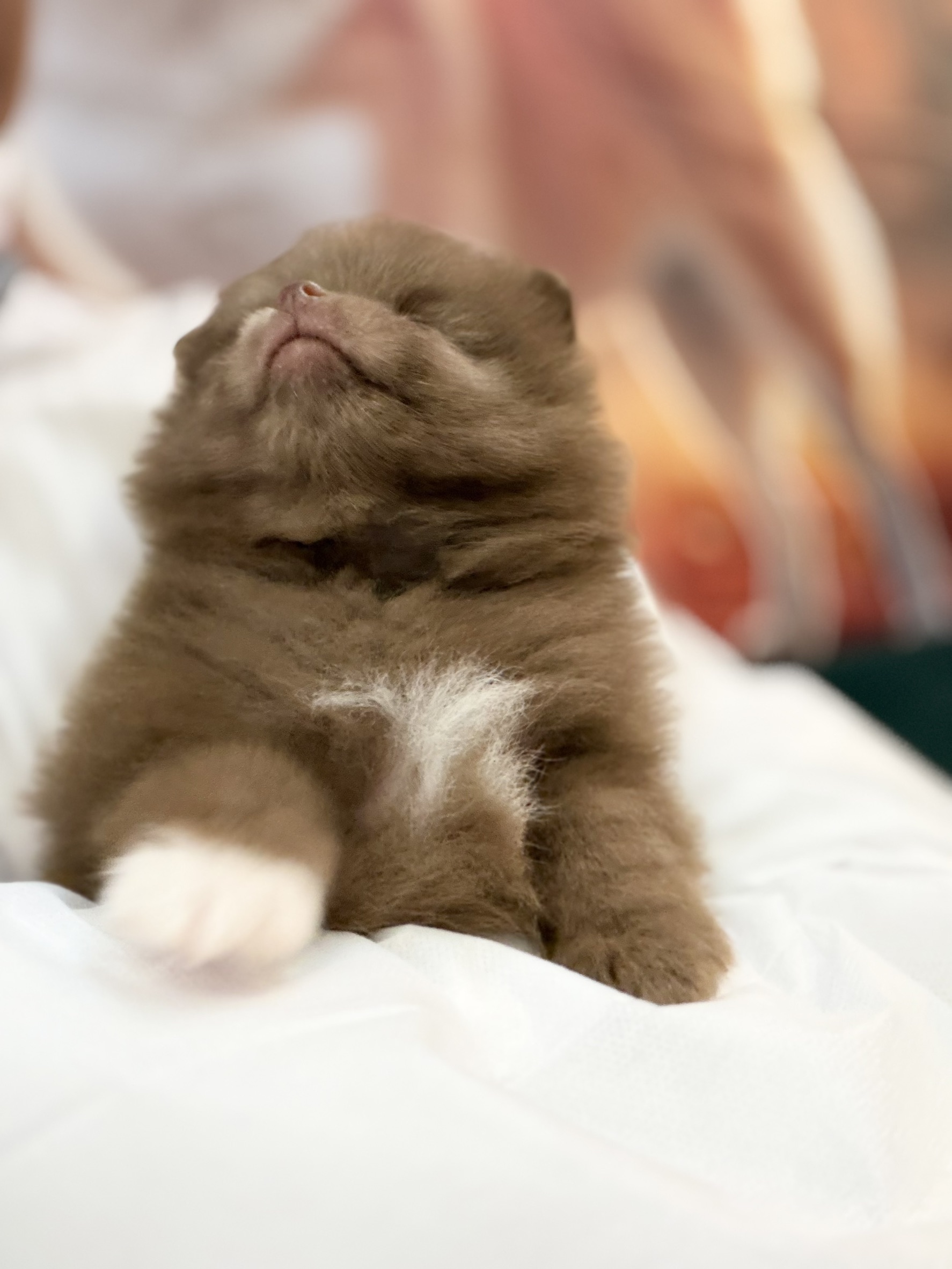 ワンちゃんの写真77