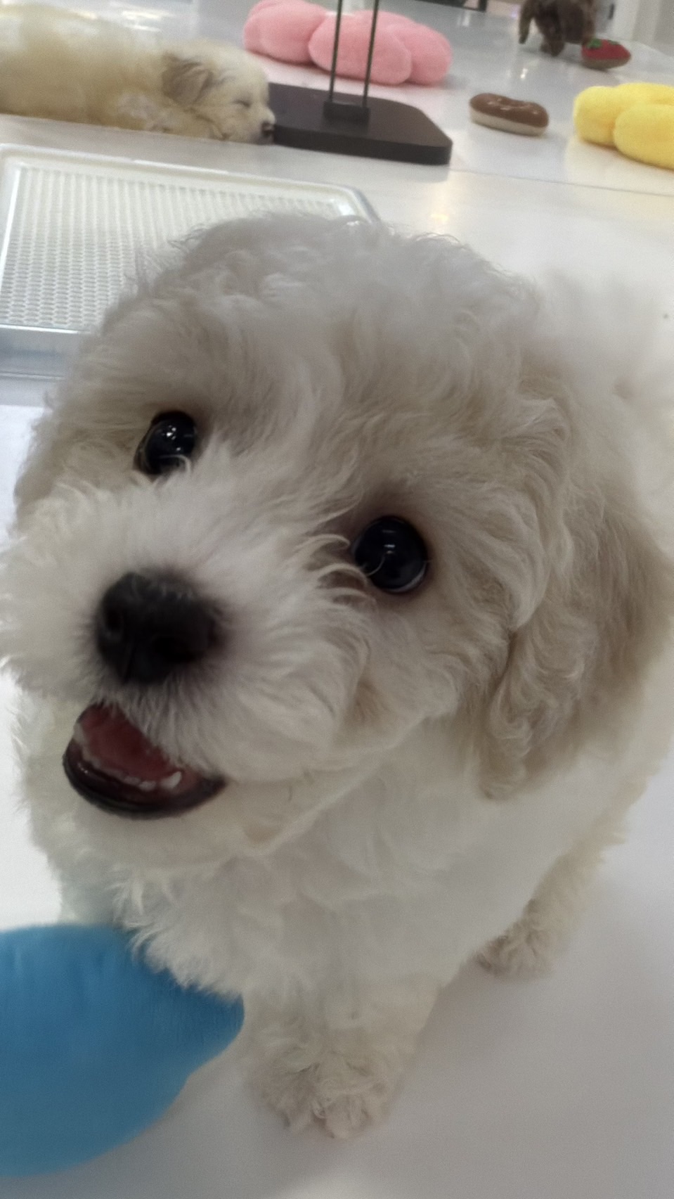 ワンちゃんの写真82