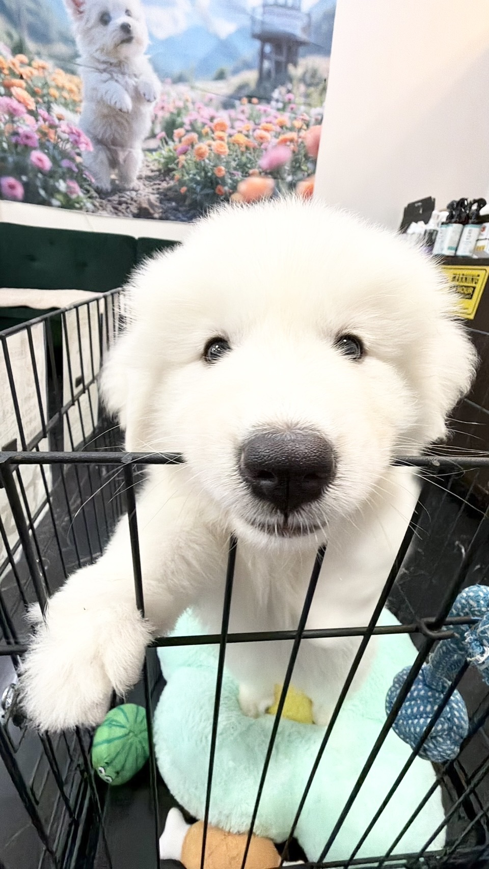 ワンちゃんの写真86