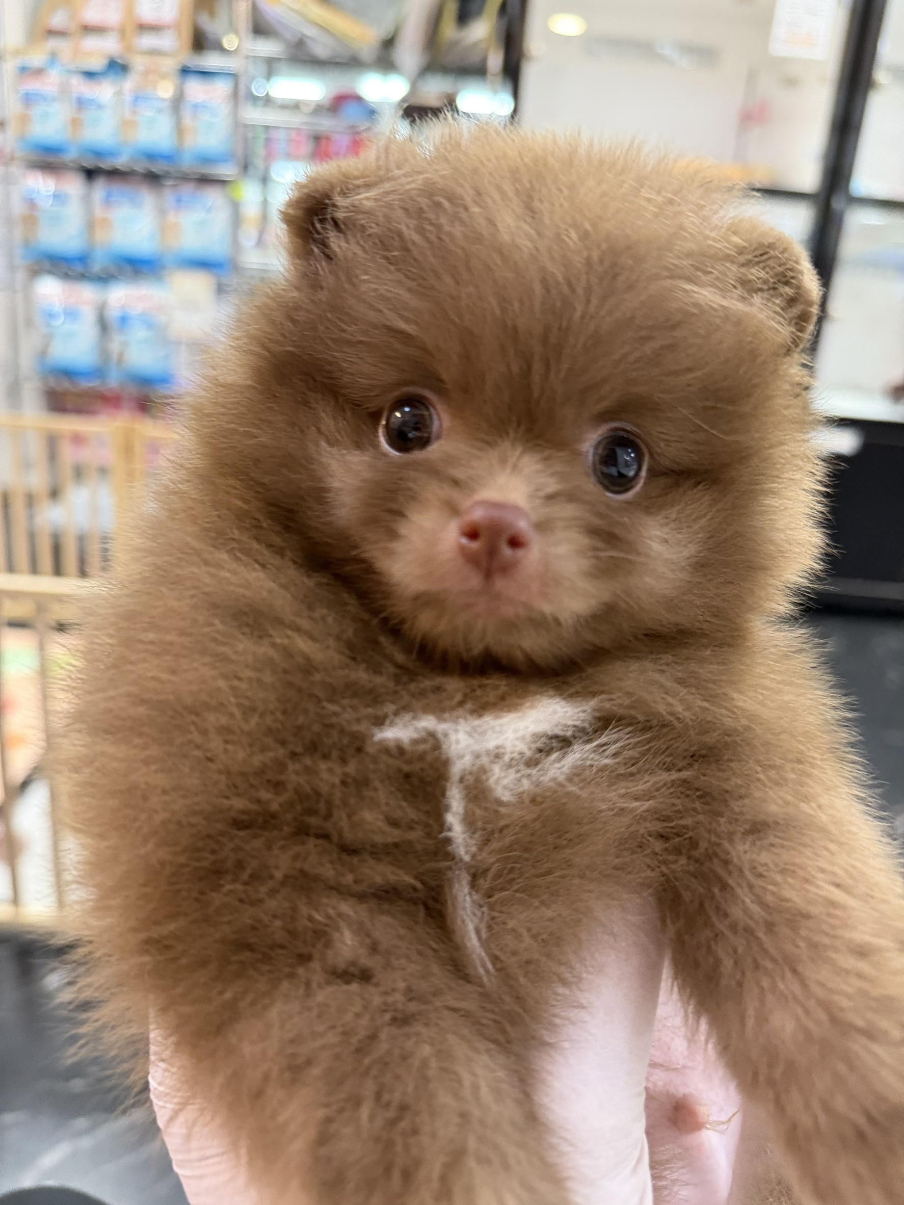 ワンちゃんの写真89