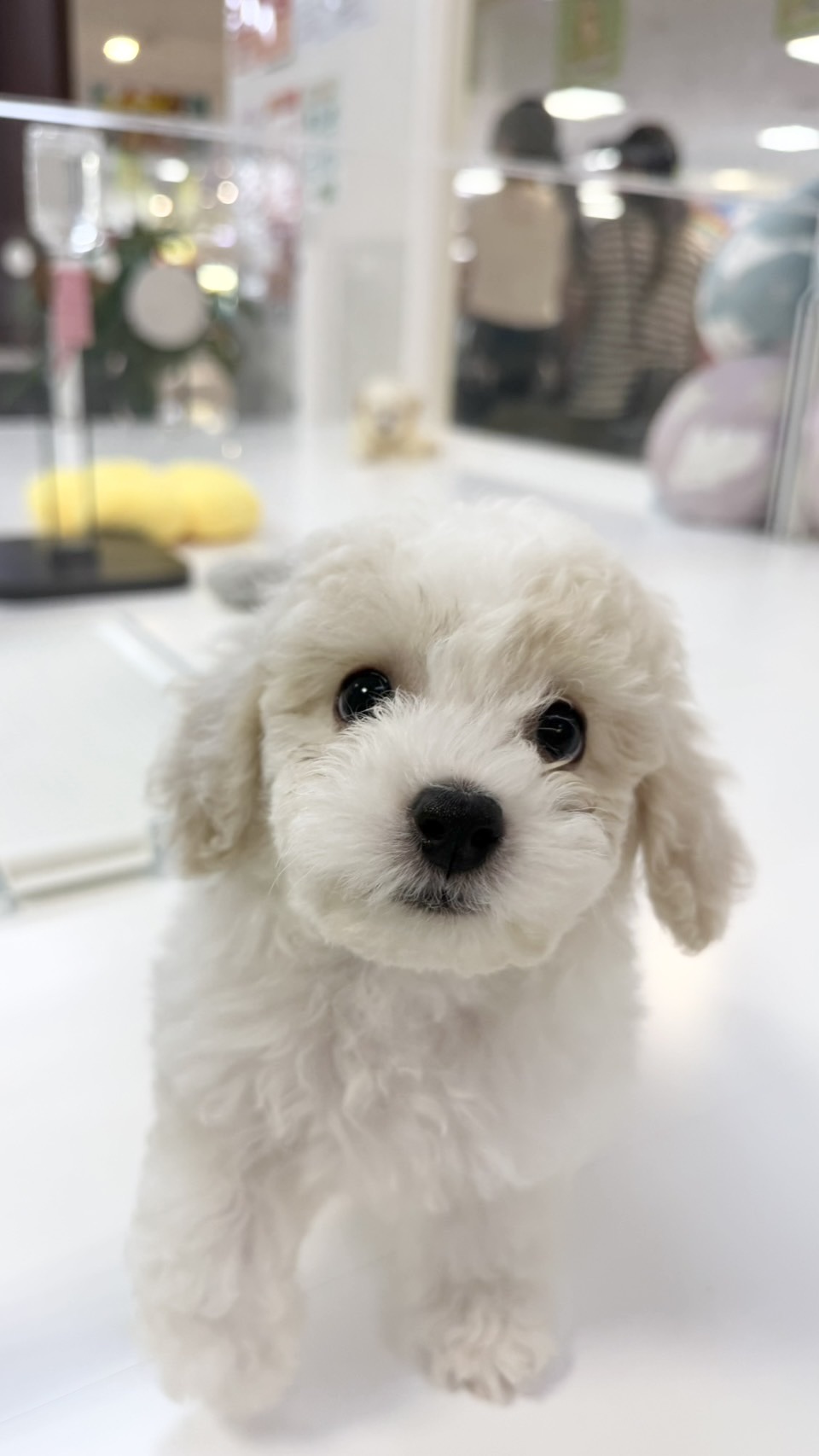 ワンちゃんの写真90
