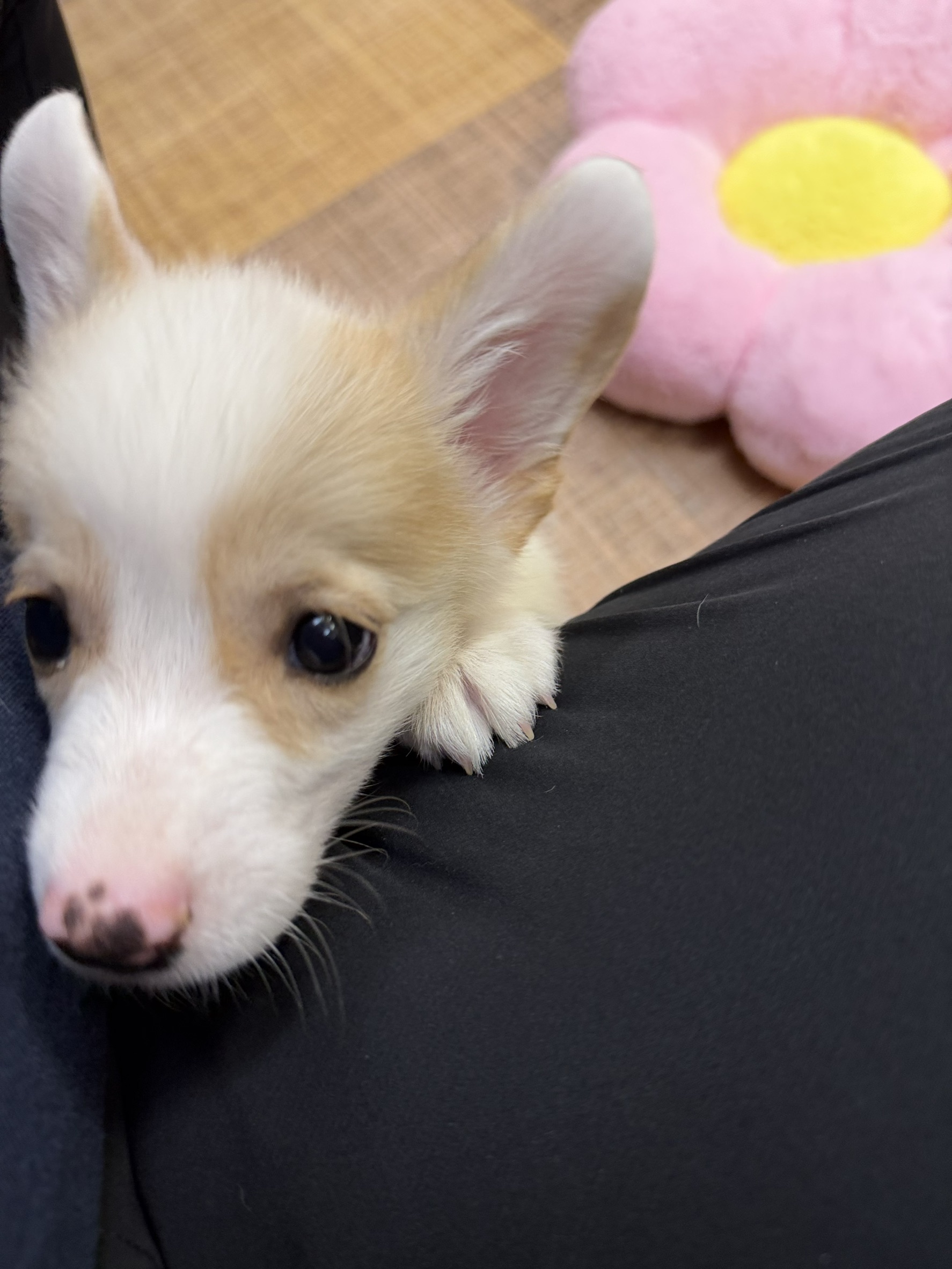 ワンちゃんの写真95