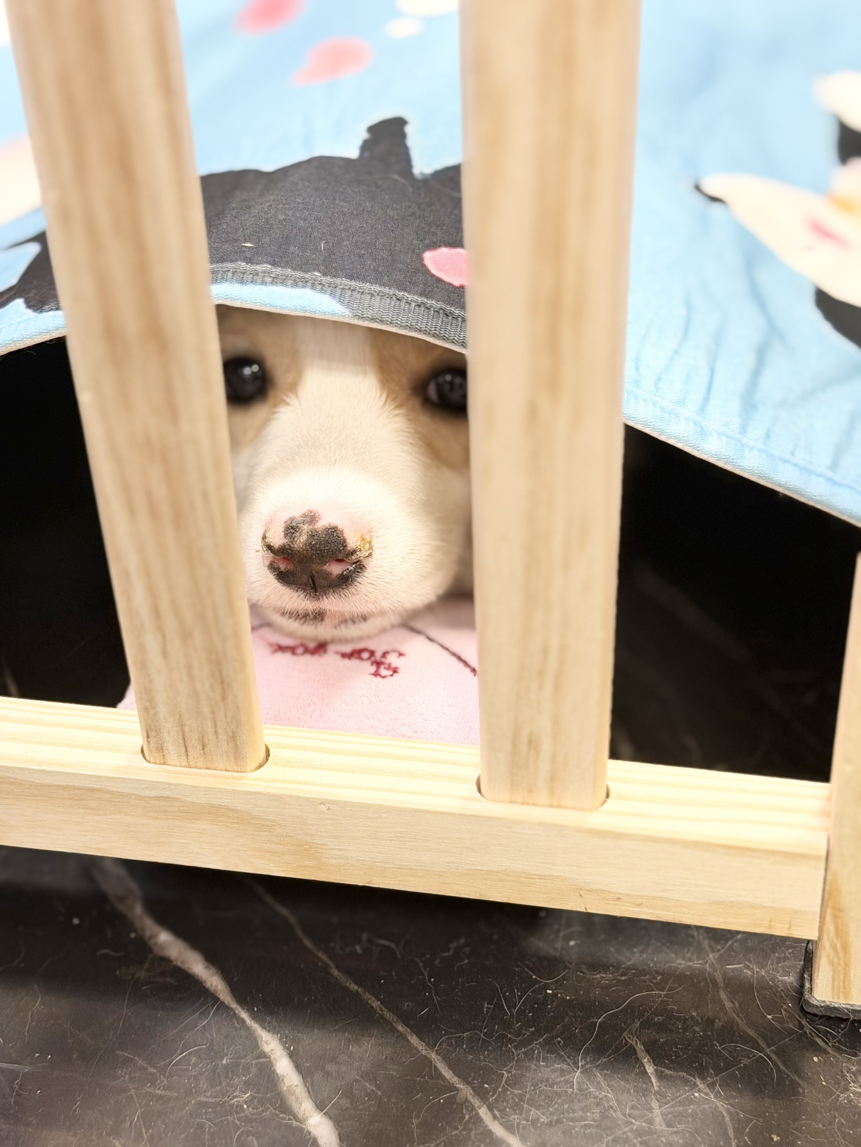 ワンちゃんの写真100