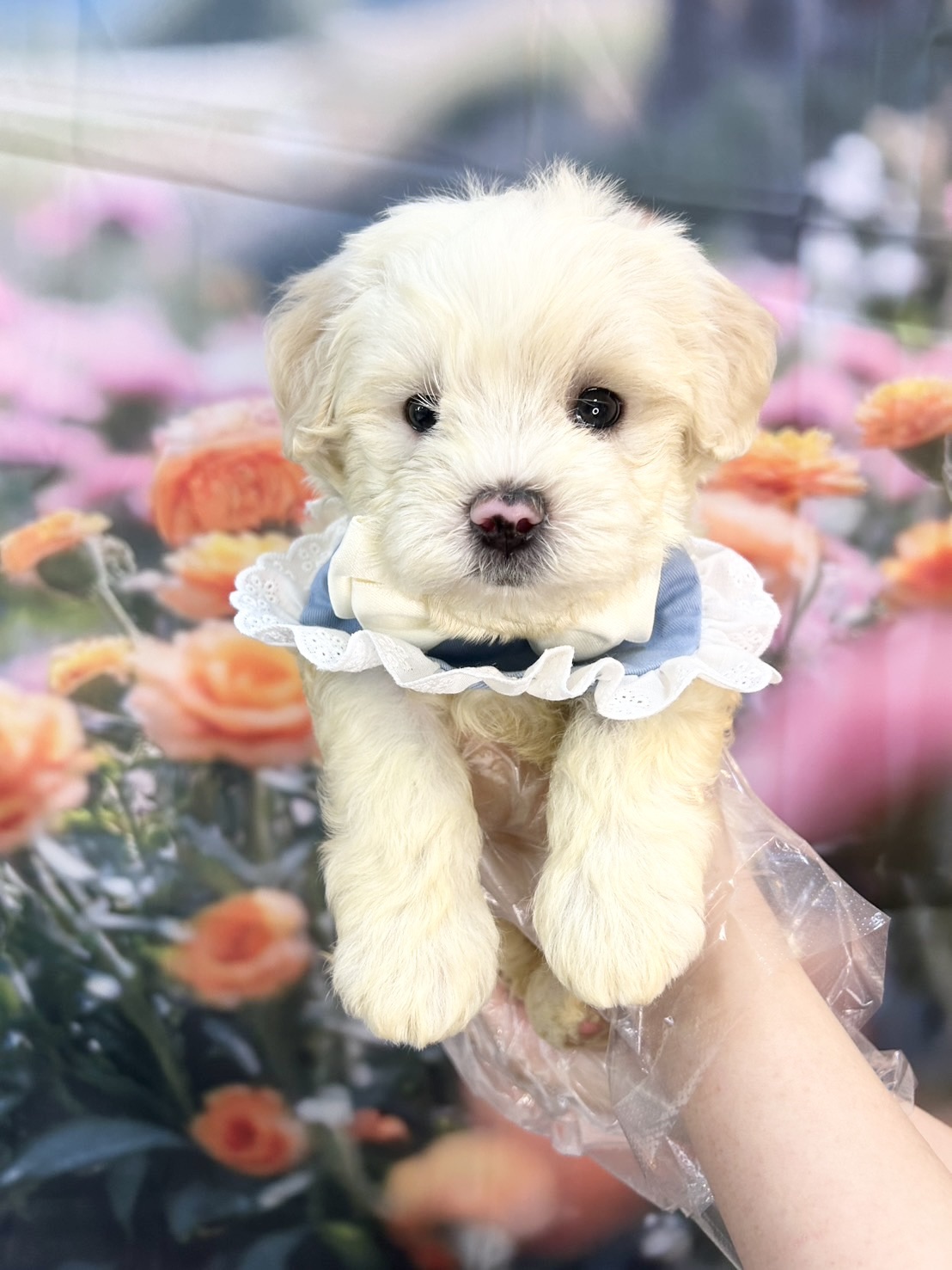 ワンちゃんの写真103