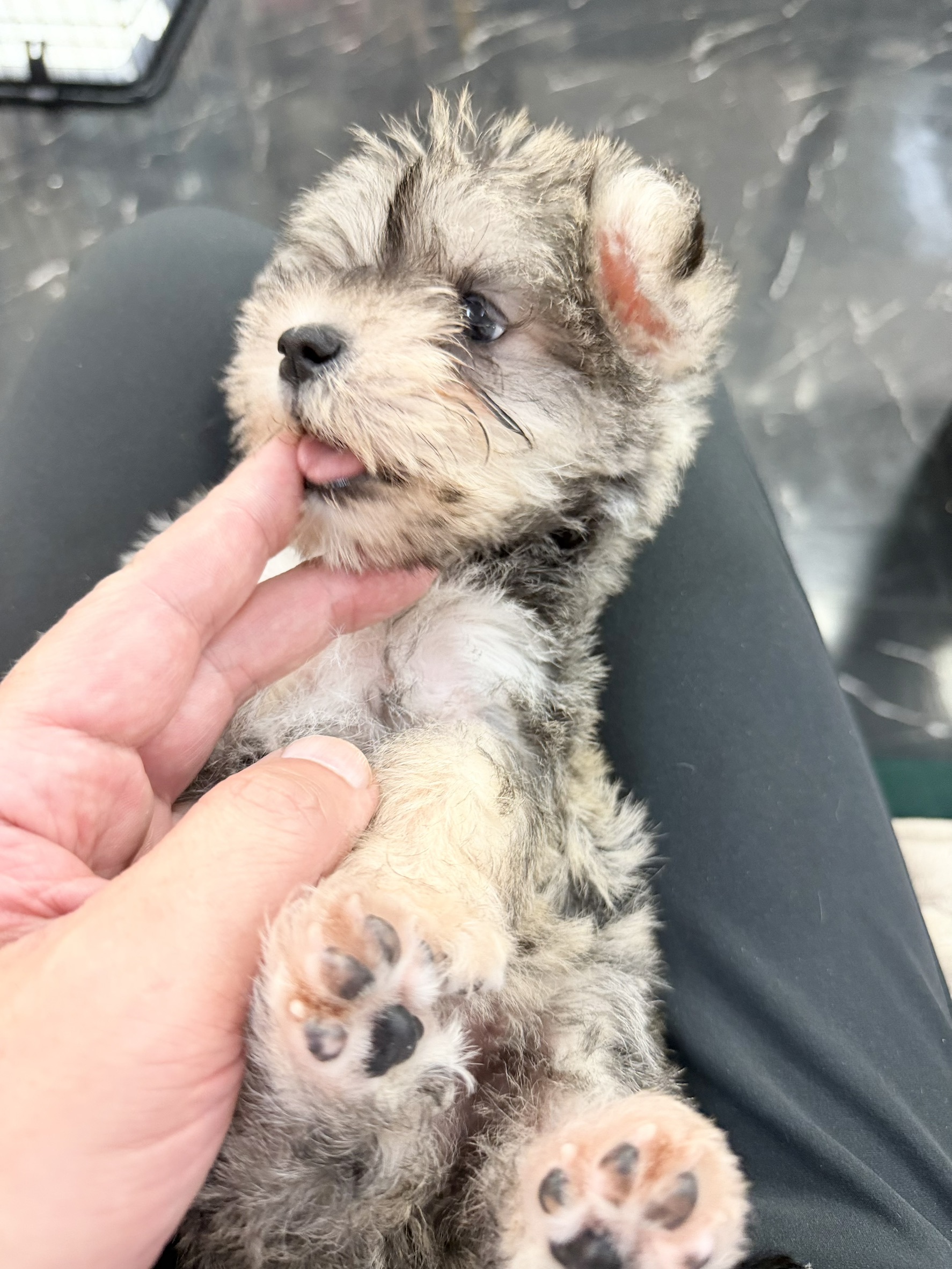 ワンちゃんの写真110