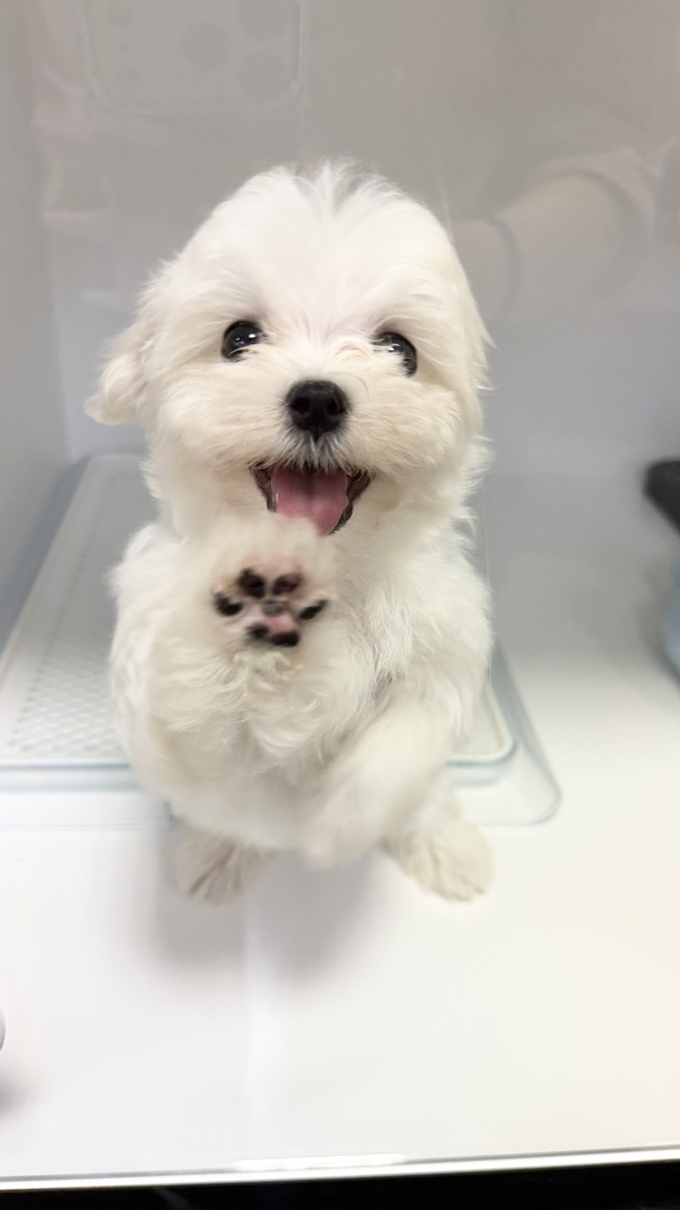 ワンちゃんの写真112