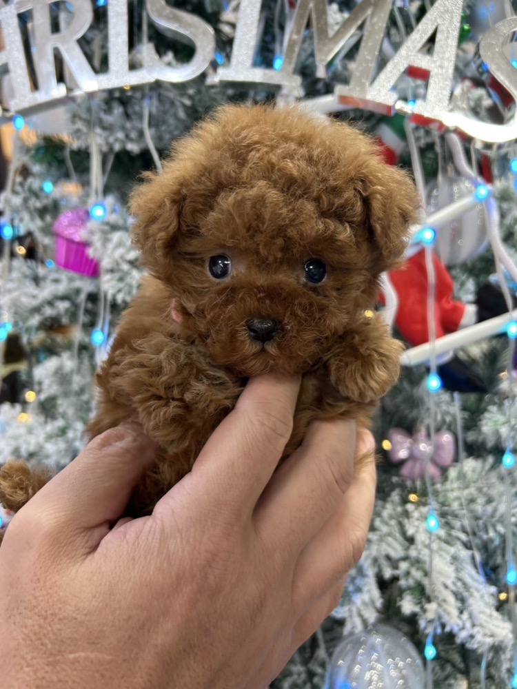 ふわふわ茶色子犬