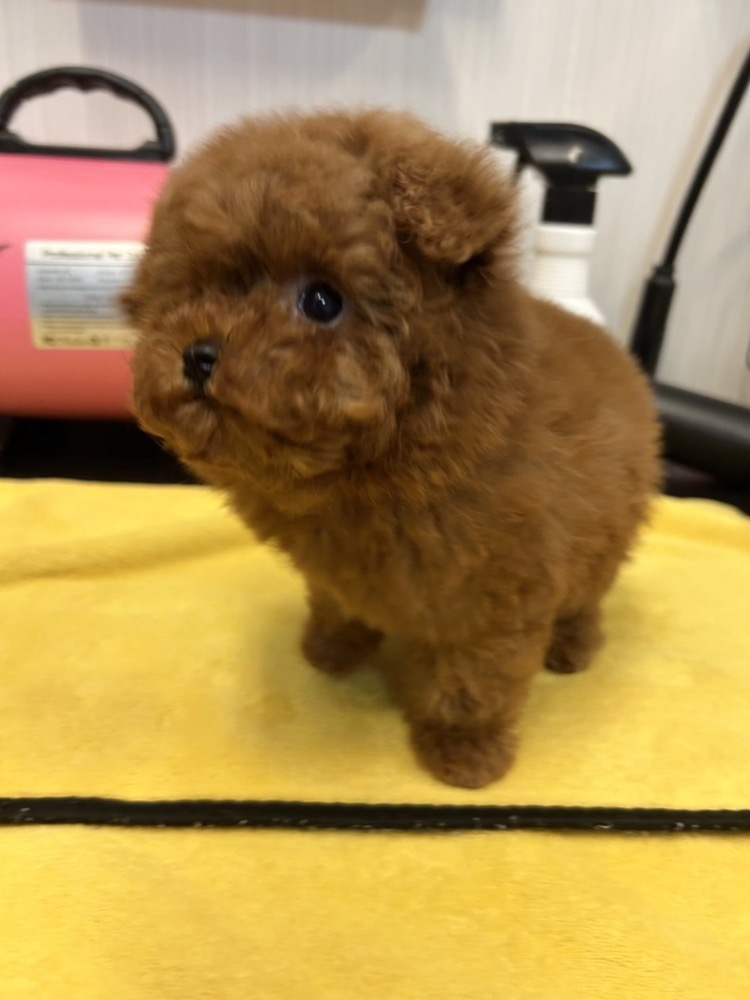 ふわふわ茶色の子犬