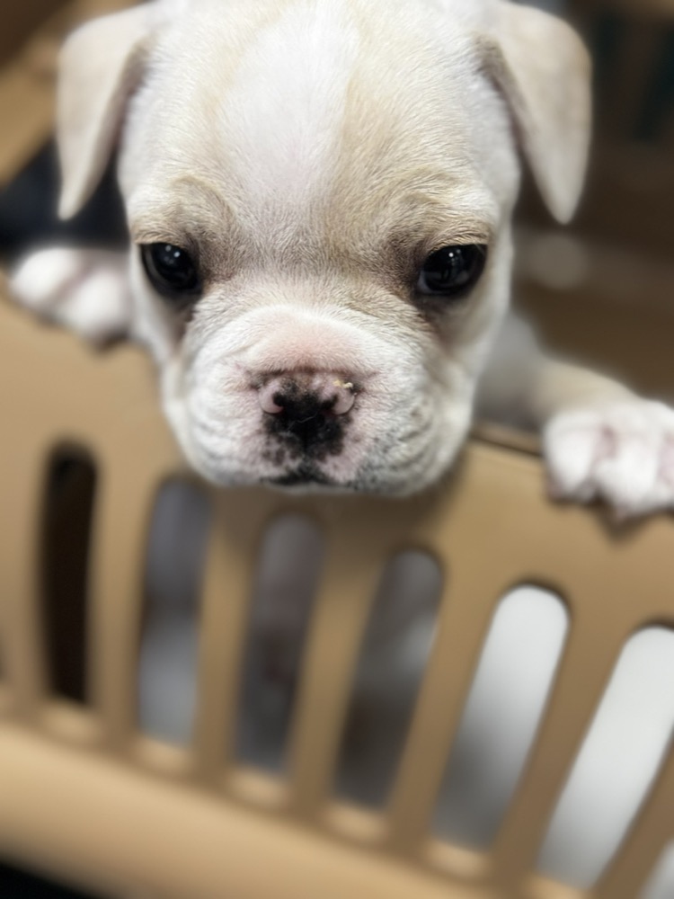 箱から顔を出す子犬