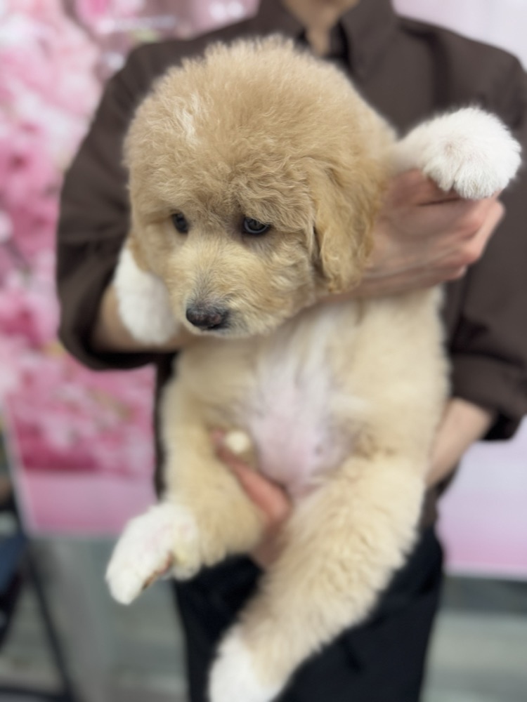抱っこされるふわふわの子犬