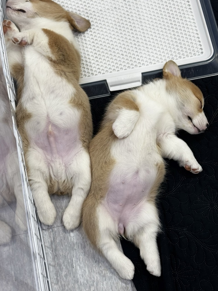 仰向けで眠る子犬たち