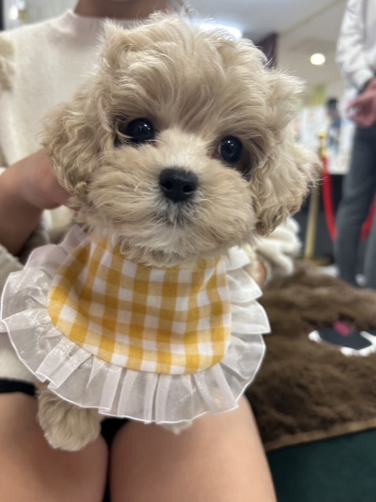 愛らしいビブ付き子犬