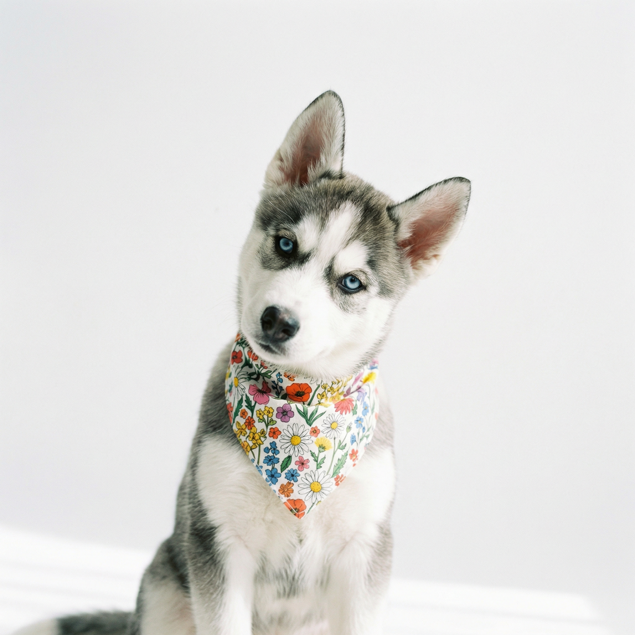 ハスキー子犬