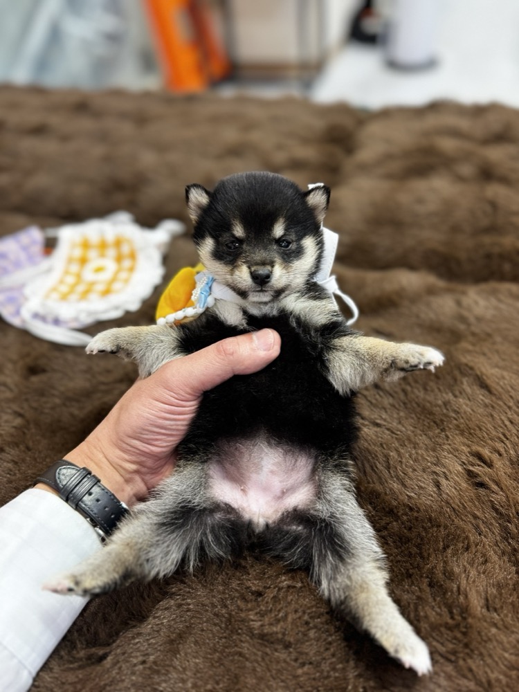 抱っこされた黒柴子犬