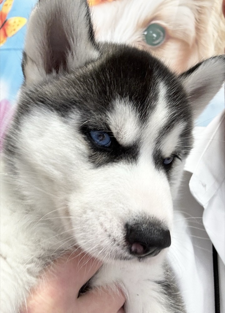 青い目のハスキー子犬