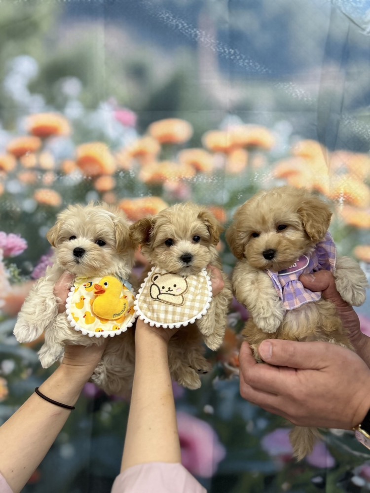 3匹のかわいい子犬たち
