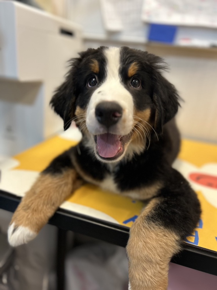 元気な子犬の笑顔