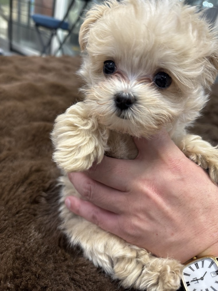 手に抱かれたふわふわ子犬