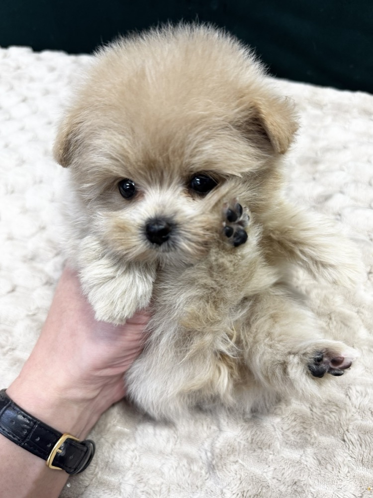 ふわふわ子犬のお手