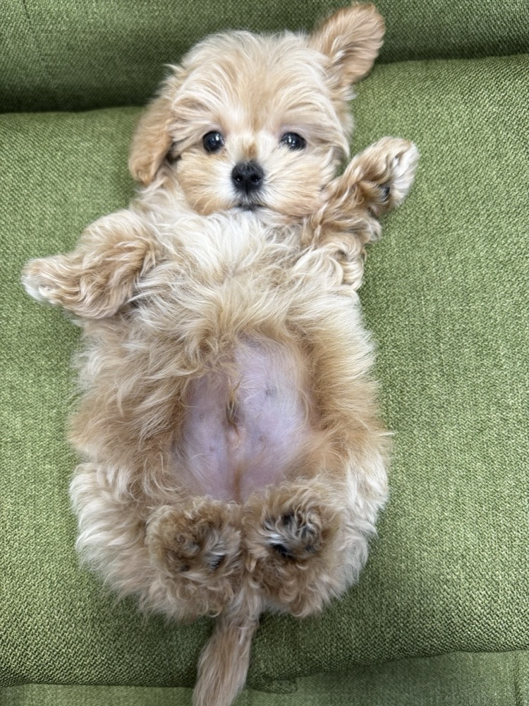 仰向け仔犬