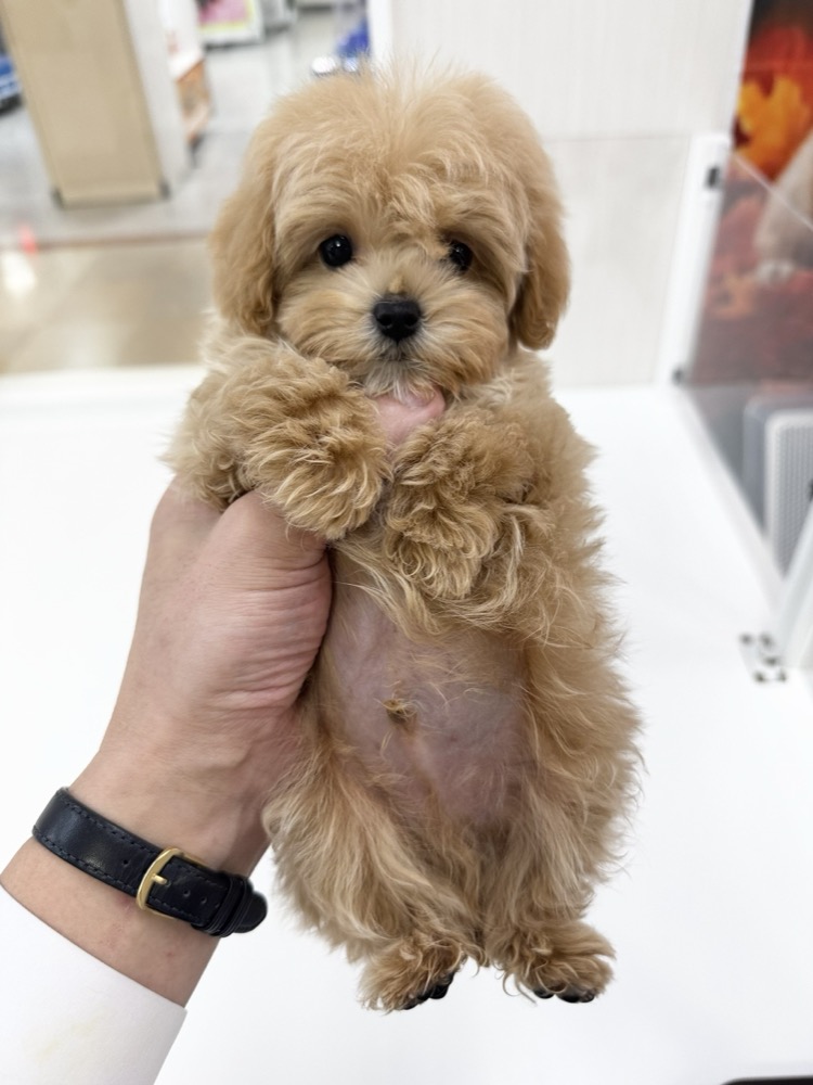 抱かれる薄茶色の仔犬