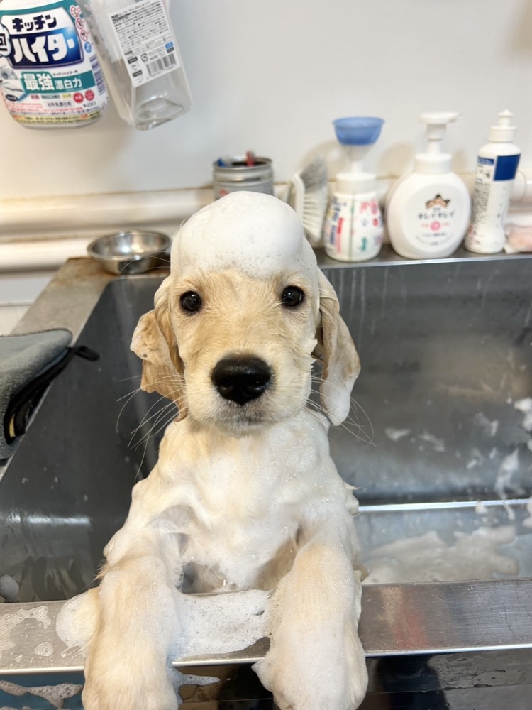 泡まみれの仔犬