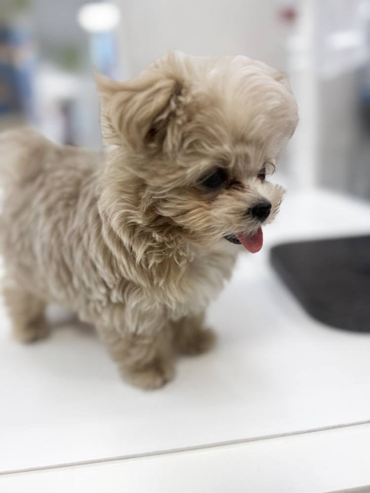 白い台の上のふわふわ子犬