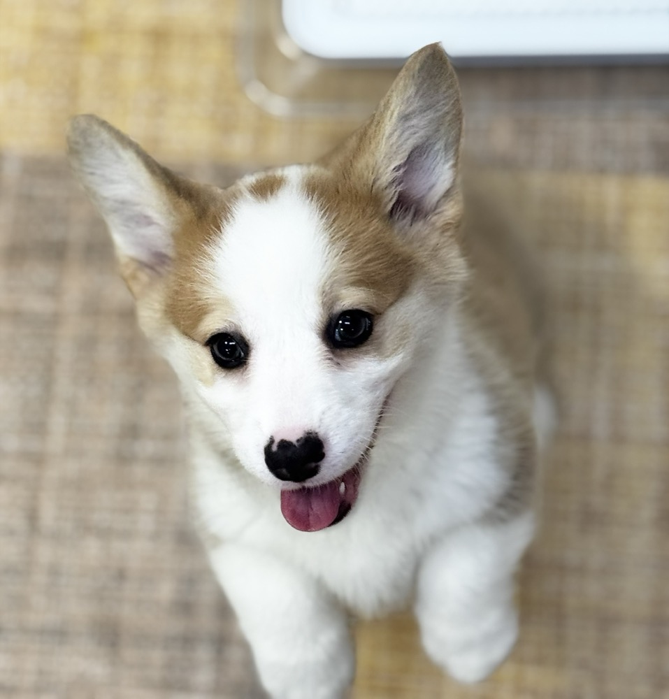 笑顔のコーギー子犬