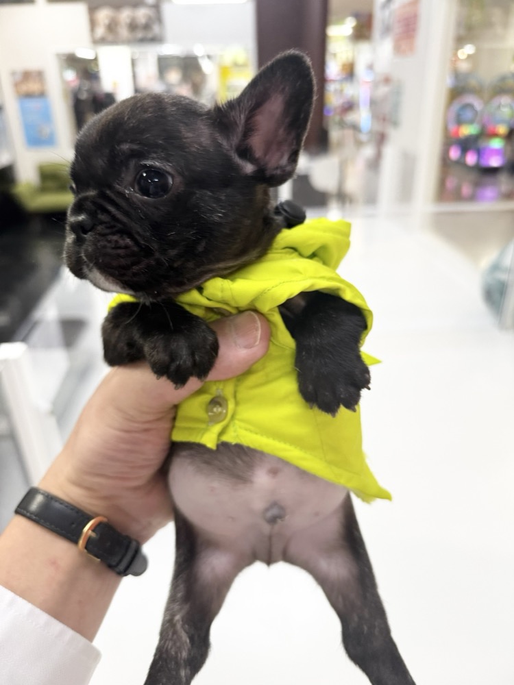 黄色いジャケットのフレンチブル子犬