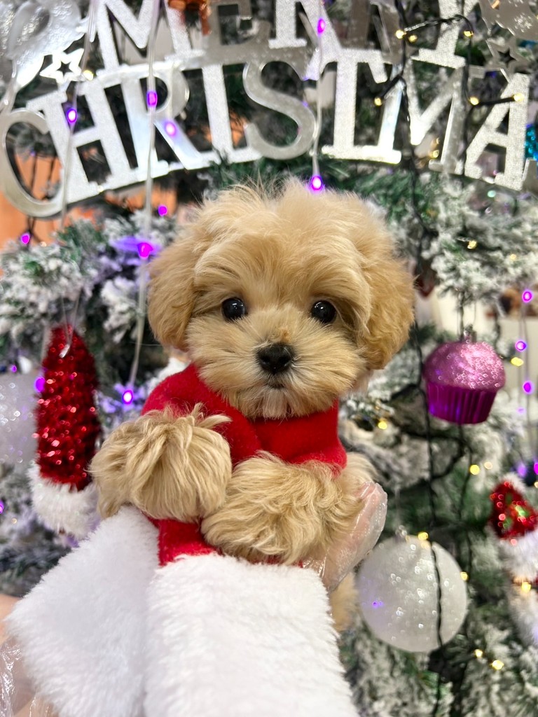 クリスマスツリーを背景にサンタのコスチュームを着た子犬の写真
