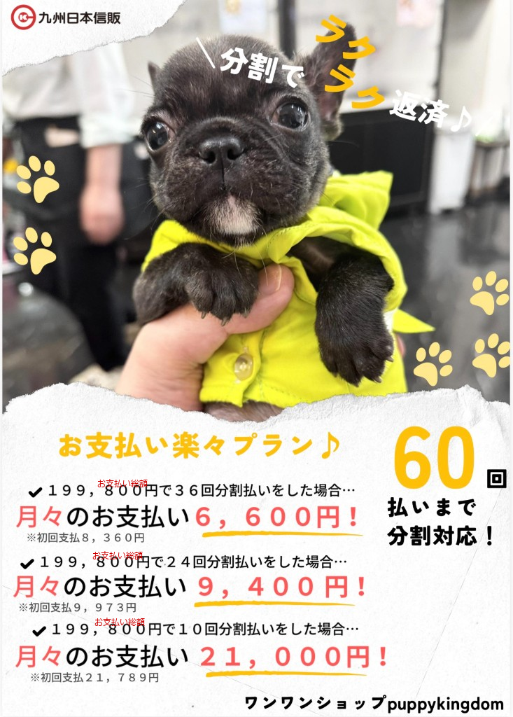 税込199,800円のお支払い楽々プラン(36回・24回・10回払いの月額例)